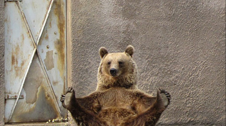 yoga bear